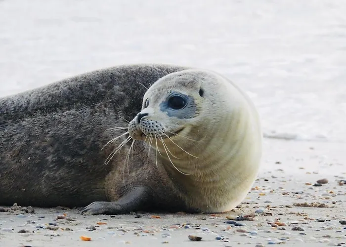 Vrijstaand Koetshuis Marron 3*